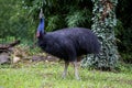 Huge cassowary bird looking at camera Royalty Free Stock Photo